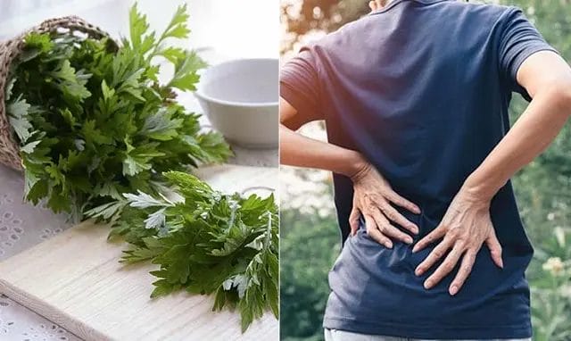 Ngải cứu có tác dụng gì? chữa tràn dịch khớp gối bằng ngải cứu